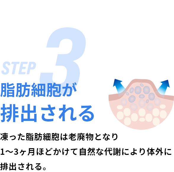 脂肪細胞が排出される